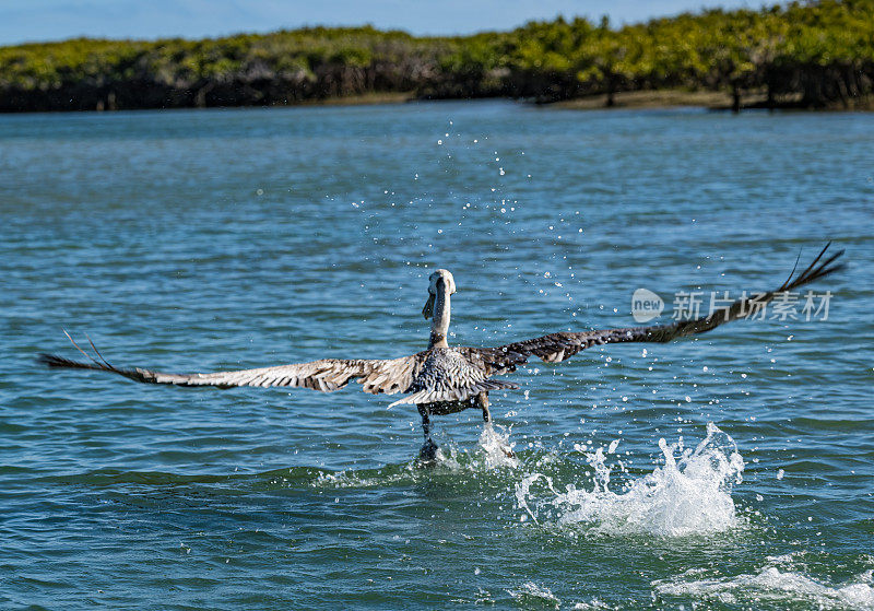 褐鹈鹕(Pelecanus occidentalis)是鹈鹕科的一种鸟，加州褐鹈鹕。从水上起飞。